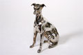 Zilver whippet
